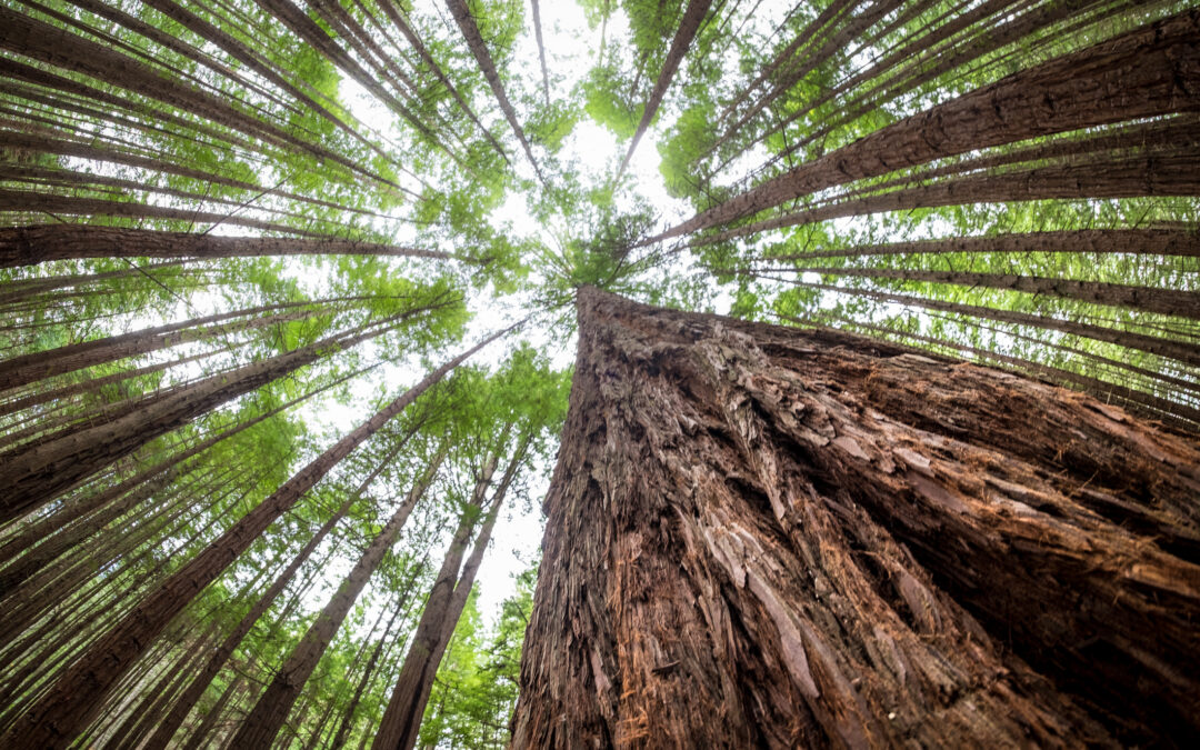 We are planting Redwoods, join the fun!
